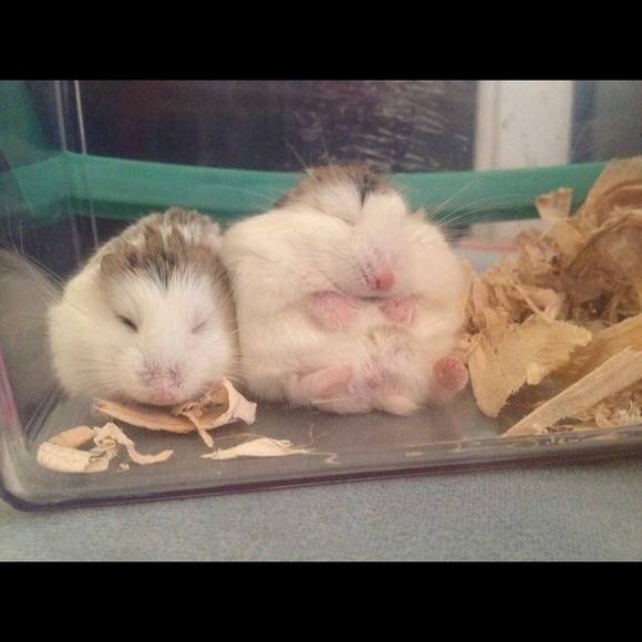 Meet your Posher, Stephanie - Picture 5 of 7